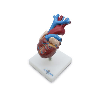 Coraz&oacute;n de Tama&ntilde;o Natural en 2 partes Benesta