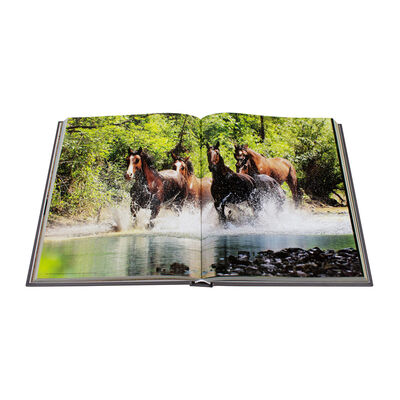 The World's Most Beautiful Horses