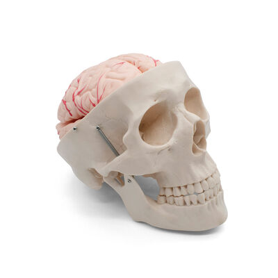 Cr&aacute;neo con Cerebro 8 Piezas Benesta