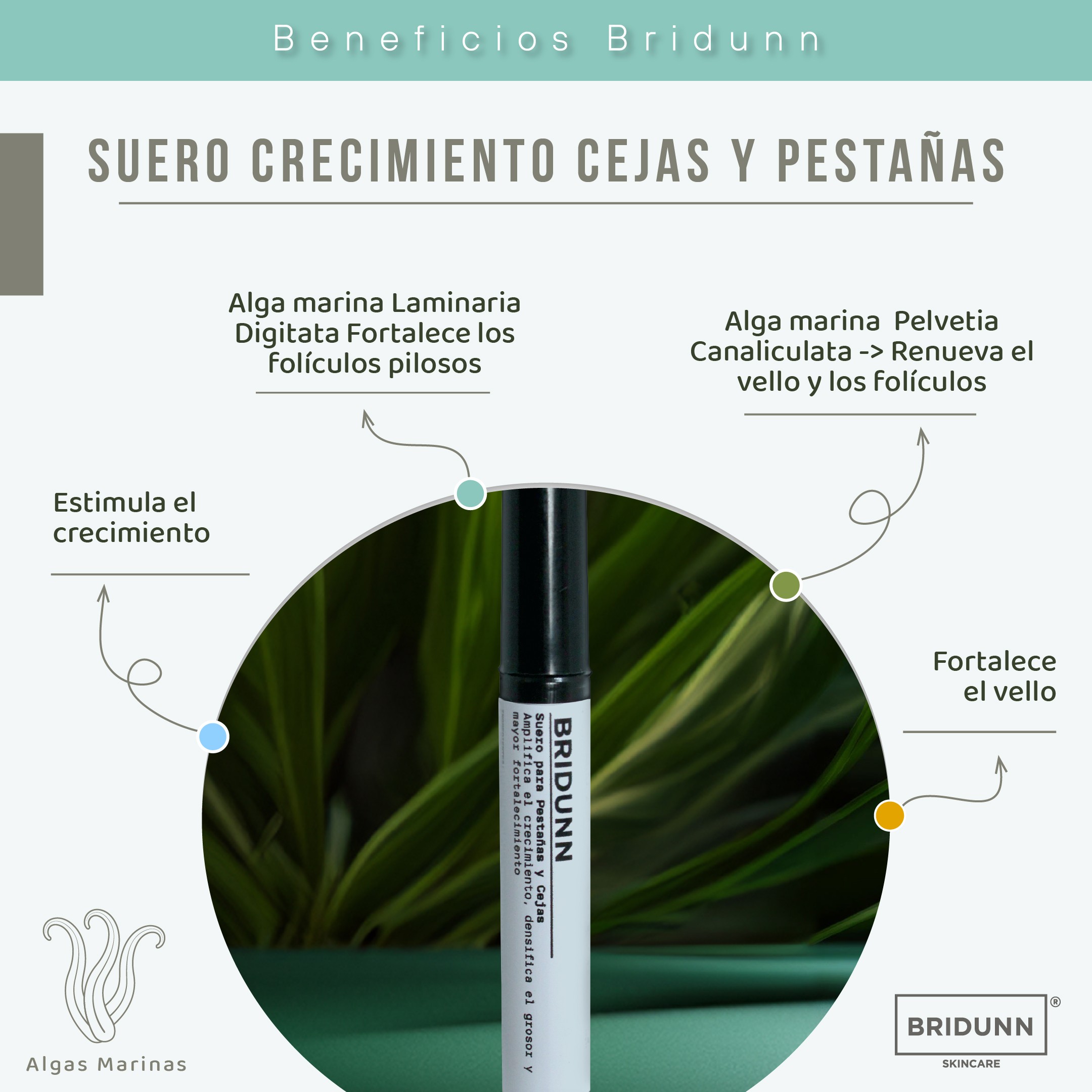 Kit Suero y Boost para Cejas y Pesta&ntilde;as BRIDUNN | Crecimiento Fuerte y Natural con Extractos Bot&aacute;nicos y Marinos image number null