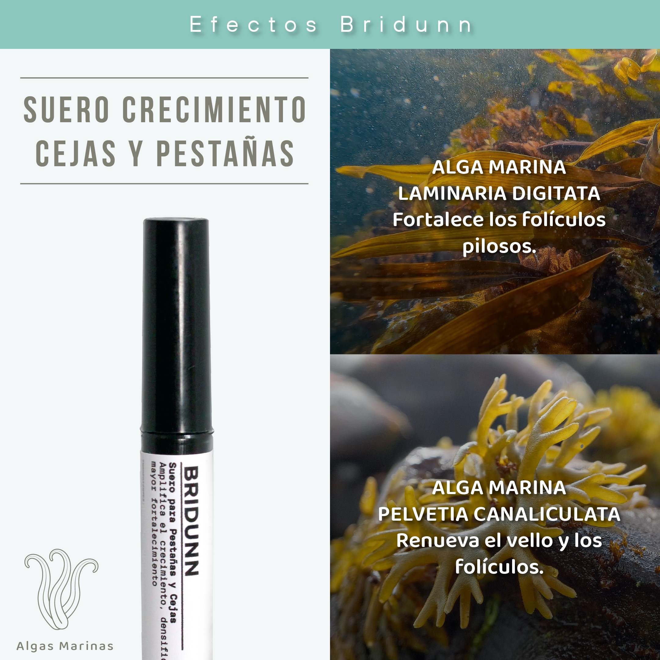 Kit Suero y Boost para Cejas y Pesta&ntilde;as BRIDUNN | Crecimiento Fuerte y Natural con Extractos Bot&aacute;nicos y Marinos image number null
