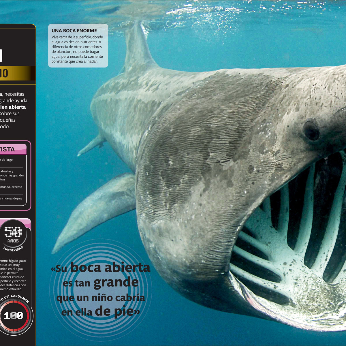 Supertiburones image number null