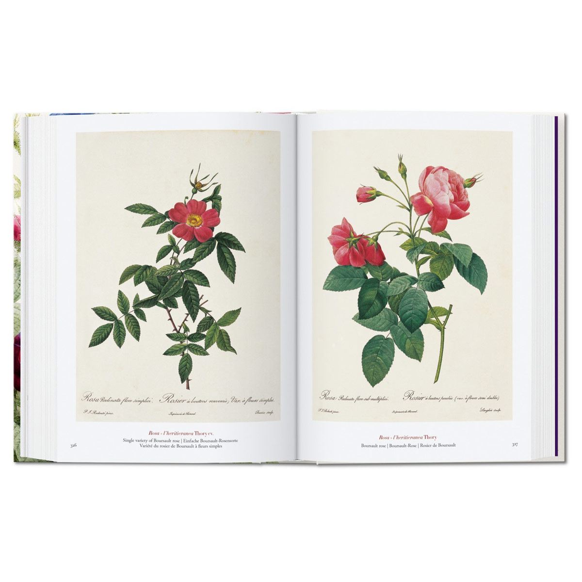 El libro de las flores. 40th Aniversario image number null