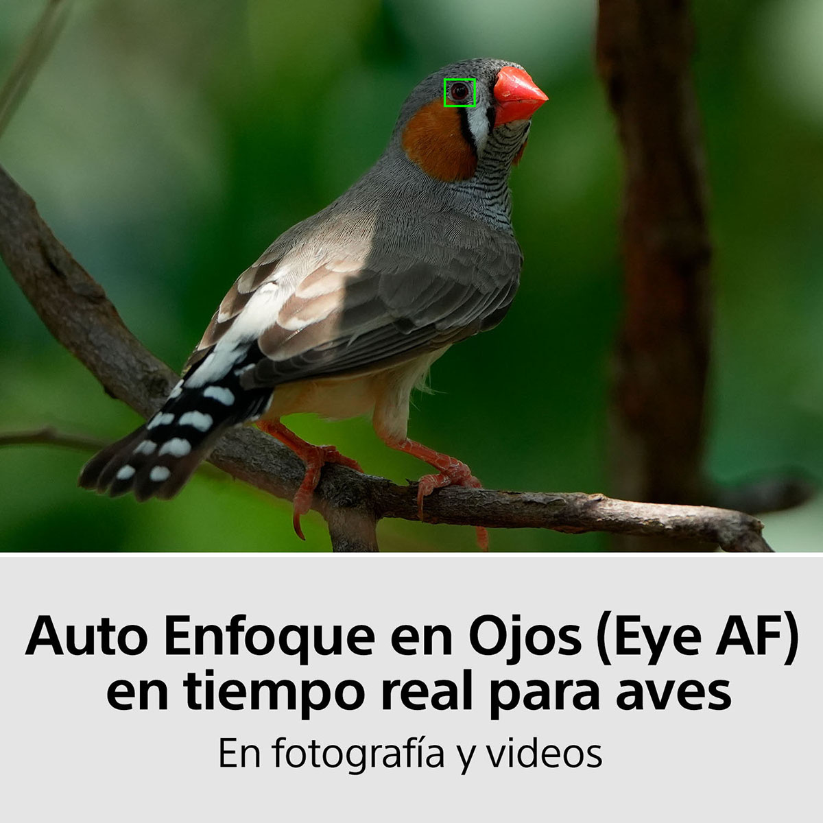 C&aacute;mara Sony ILCE-7M4K h&iacute;brida full frame image number null