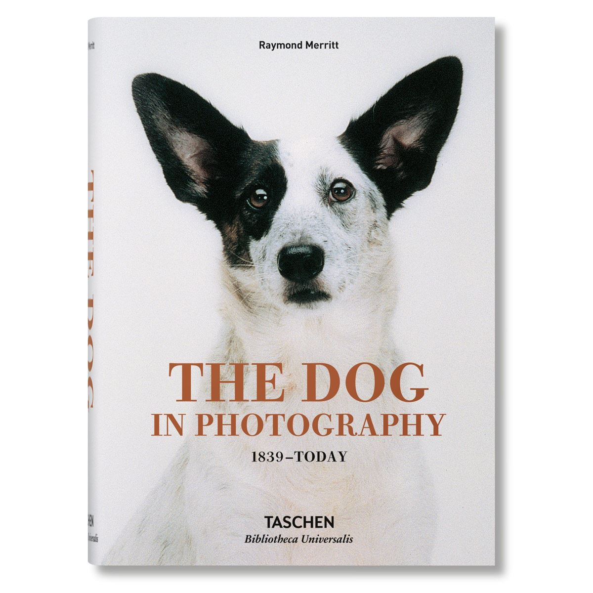 Dogs image number null