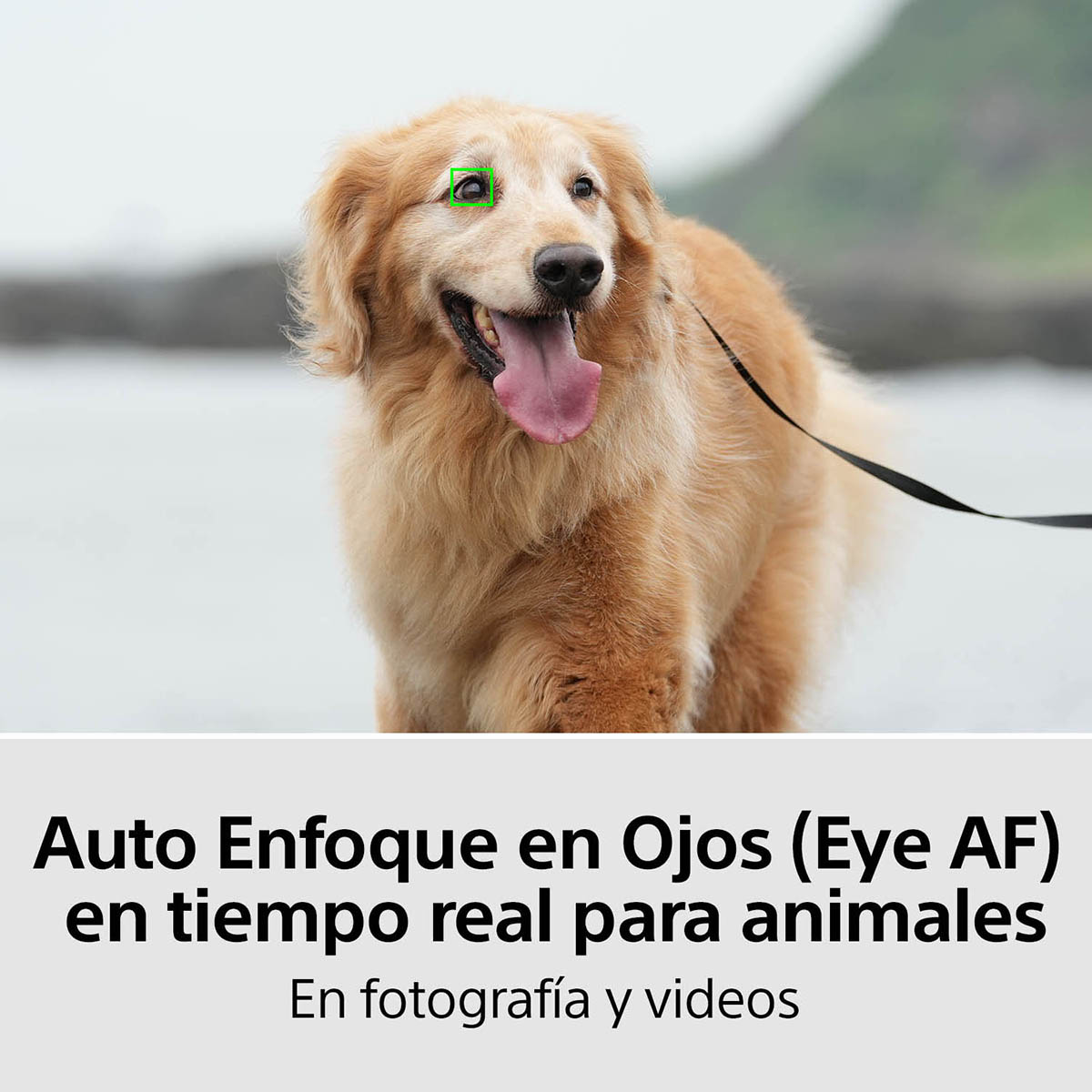 C&aacute;mara Sony ILCE-7M4K h&iacute;brida full frame image number null